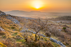 fahee,golden hour,lone tree,march,mist,spring,sunrise,portfolio,hills