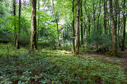 garryland,july,summer,woods,green,lowland