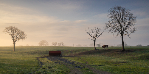 animal,april,golden,gort,livestock,lowland,mist,panorama,rural,spring,sunrise