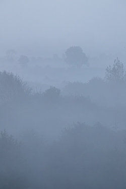 Portrait view of scattered lowland trees emerging through blue-grey dawn mist near Gort