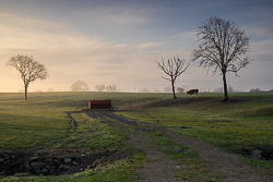 animal,april,golden,gort,livestock,lowland,mist,portfolio,rural,spring,sunrise,limited