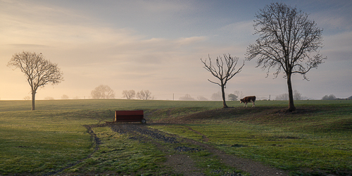 animal,april,golden,gort,livestock,lowland,mist,panorama,portfolio,rural,spring,sunrise