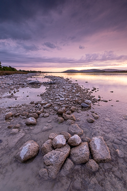 dusk,june,lough bunny,mauve,spring,lowland