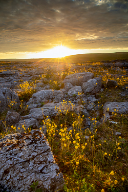flower,golden,may,mullaghmore,park,spring,sunset,sunstar,pick-park