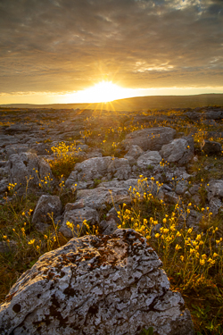 flower,golden,may,mullaghmore,park,spring,sunset,sunstar