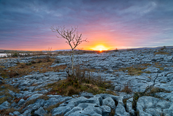 february,lone tree,mullaghmore,park,sunset,sunstar,winter