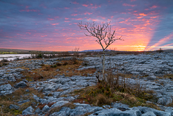 february,lone tree,mullaghmore,park,sunset,winter
