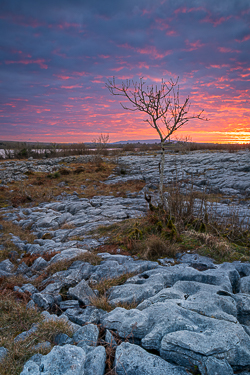 february,lone tree,mullaghmore,park,sunset,winter
