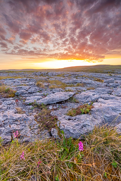 dusk,flower,may,mullaghmore,spring,sunset,park,golden