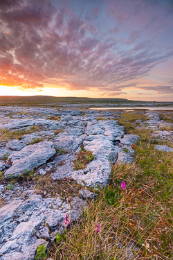 dusk,flower,may,mullaghmore,spring,sunset,park,golden,pick-park