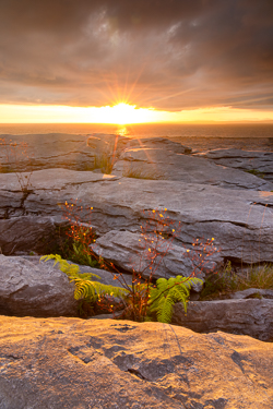 black head,coast,flowers,golden hour,july,limited,murrooughtoohy,pick-coast,portfolio,summer,sunset,sunstar