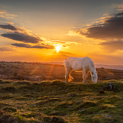 animal,february,golden hour,hills,horse,parknabinnia,roughan,square,sunset,winter