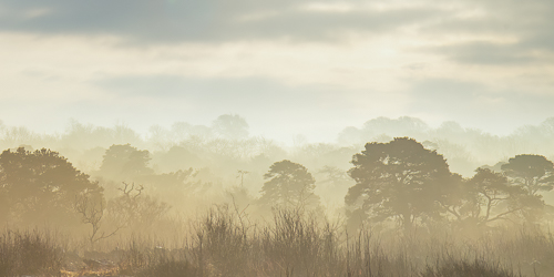 burren pines,january,lowlands,mist,rockforest,scots pine,sunrise,winter,panorama