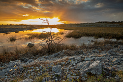 golden,january,lowland,reeds,reflections,sunset,winter