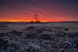 february,lone tree,lowland,pick-lowland,red,roots,twilight,winter