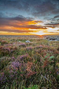 Portrait view of heather and ferns across the Burren beneath a cloud filled golden sunrise