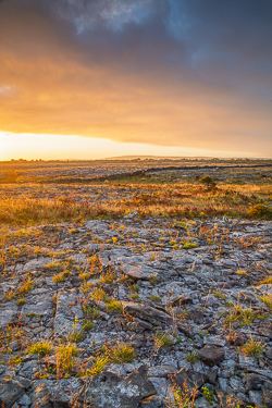 Golden dawn light crossing weathered limestone pavement and dry grasses in the Burren