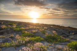 coast,flaggy shore,flower,golden,may,spring,sunset,thrift