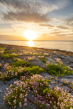coast,flaggy shore,flower,golden,may,spring,sunset,thrift