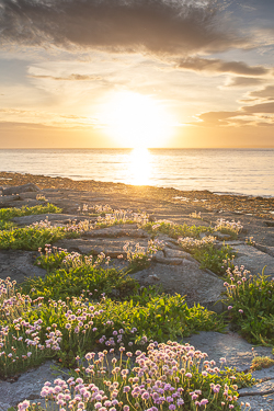 coast,flaggy shore,flower,golden,may,pick-coast,spring,sunset,thrift