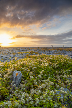 august,flower,golden,lowland,summer,sunrise