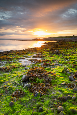 algae,doorus,september,summer,sunrise,coast,green,golden