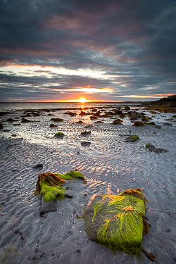 algae,may,spring,sunrise,sunstar,traught,coast