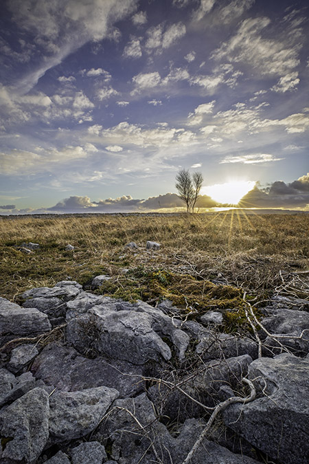 A lone tree standing at sunset in the Burren lowland, co Clare, Ireland