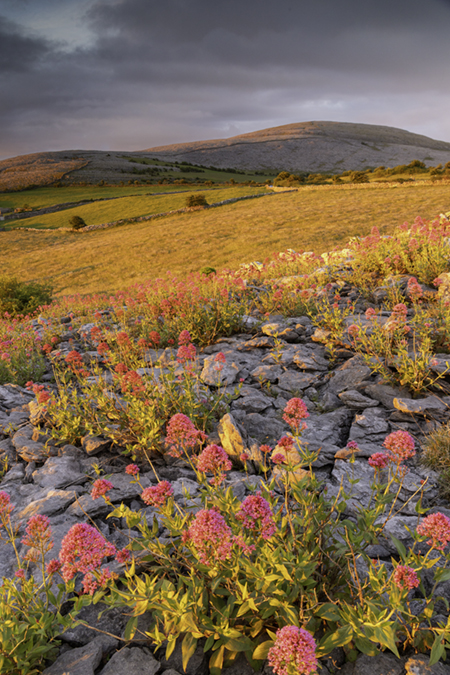 A summer sunrise to remember, Abbey Hill, co Clare, Ireland